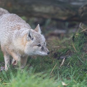 Corsac fox, Hamerton, UK