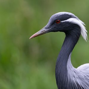 Demoiselle crane, Hamerton, UK