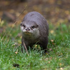 Asian short clawed otter, Hamerton, UK