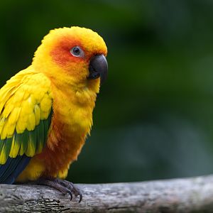 Sun Conure, Hamerton, UK