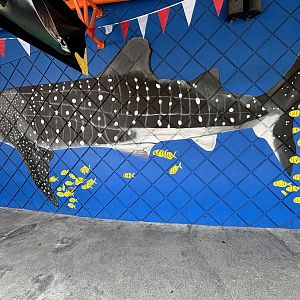 Whale Shark Artwork