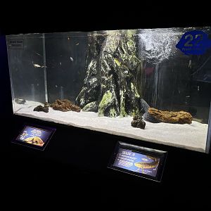 African Lungfish Exhibit