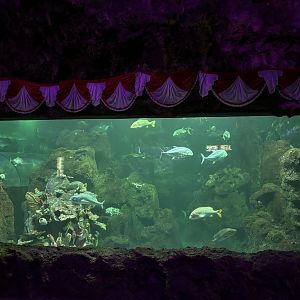 Main Aquarium Hallway Tank