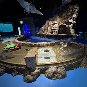 Touch Tank Zone