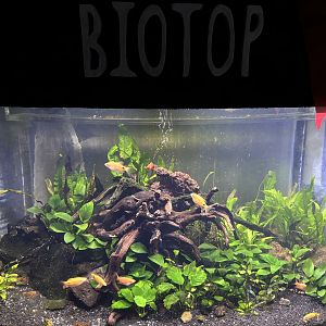 Biotope Tank