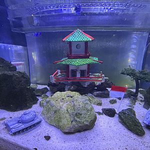 Iwagumi Tank