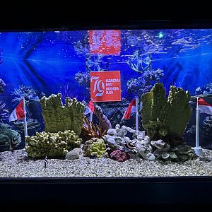 Indonesian Reef Tank