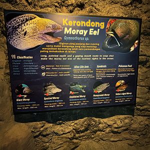 Moray Eel Sign