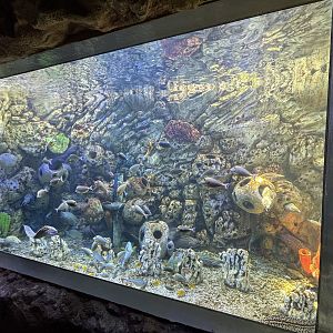 Eel Exhibit