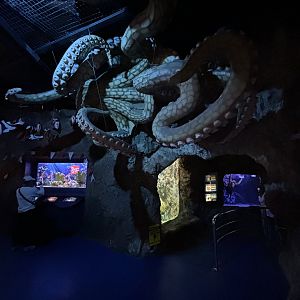 Giant Pacific Octopus Statue - massive!