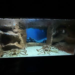 Alaskan King Crab Exhibit