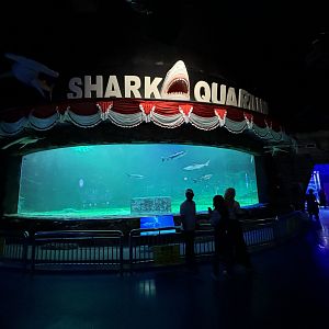Shark Aquarium (2 species)