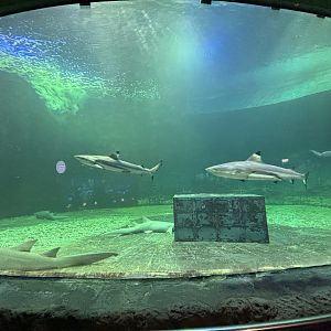 Shark Aquarium (2 species)