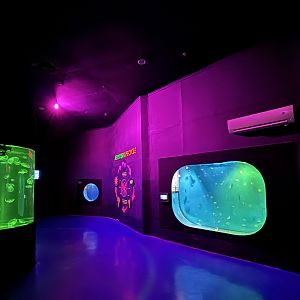 Jellyfish Room
