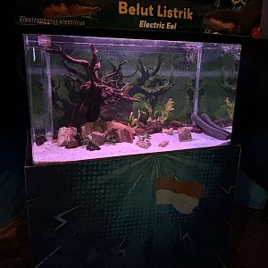 Electric Eel Exhibit