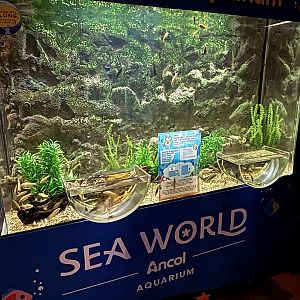 Interactive Fish Touch Tank