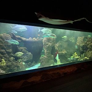 Ship Themed Room Tank