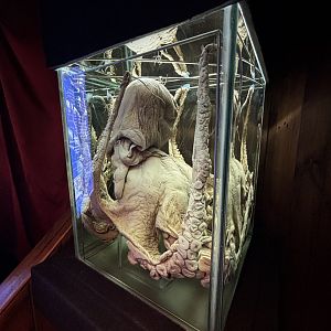 Giant Pacific Octopus