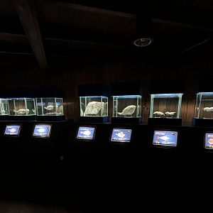 Assorted Mounted Specimens