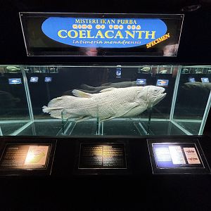 Indonesian Coelacanth
