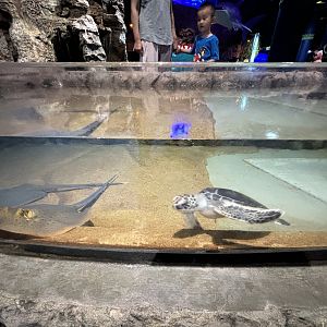Green Sea Turtle Touch Tank