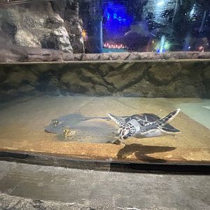 Green Sea Turtle Touch Tank