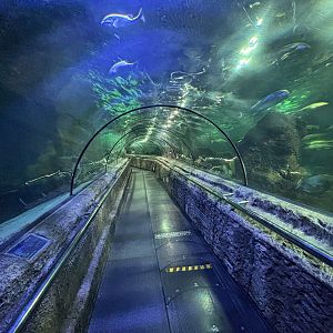 Ocean Tunnel Exhibit