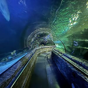 Ocean Tunnel Exhibit