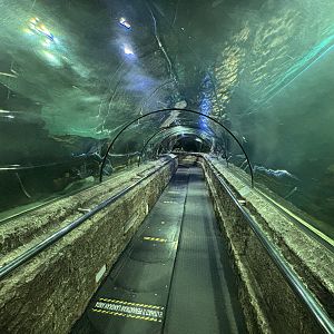 Ocean Tunnel Exhibit