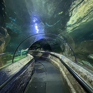 Ocean Tunnel Exhibit