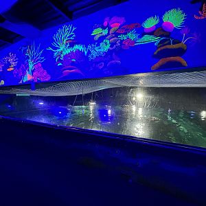 Ocean Exhibit - Overhead View