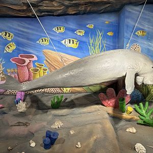 Digital Gallery - Dugong