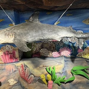 Digital Gallery - Bull Shark