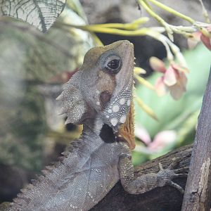 Boyd’s Forest Dragon (Lophosaurus boydii)