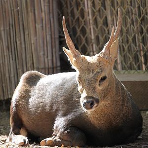 Calamian Deer (Axis calamianensis)