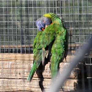 Rainbow Lorikeet (Trichoglossus haematodus)