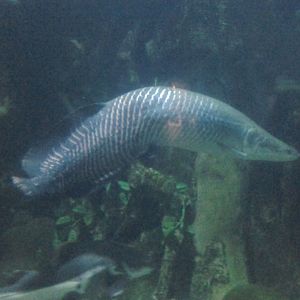 The Hunchback of Amazonia