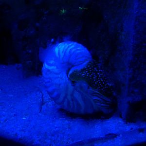 Chambered nautilus