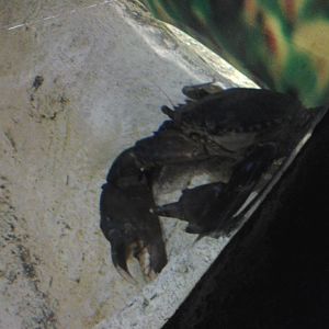 Giant mud crab