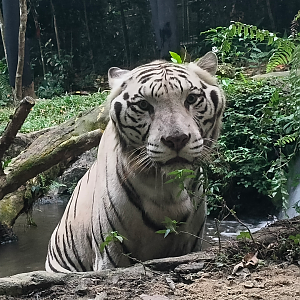 White Tiger