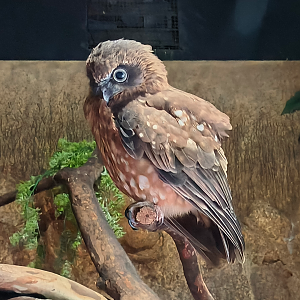Australian Boobook (Ninox boobook)