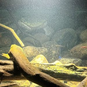 Exotarium: Alligator Snapping Turtle Habitat