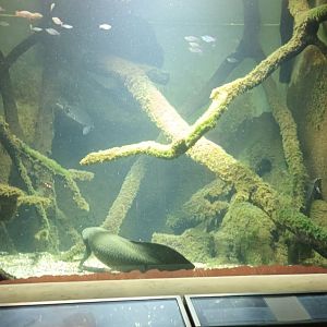 Exotarium: Australian Lungfish Tank