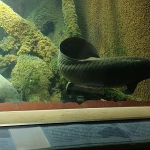 Exotarium: Australian Lungfishes