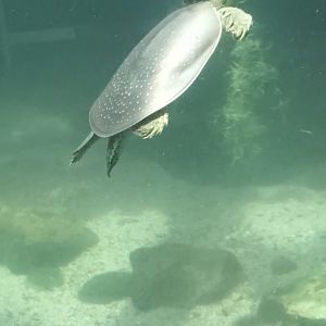 Exotarium: Texas spiny softshell Turtle