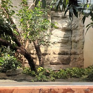 Exotarium: Giant tree Frog and Seram Python Habitat