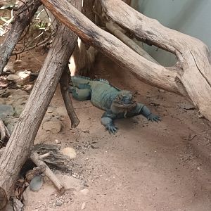 Exotarium: Rhinoceros Iguana