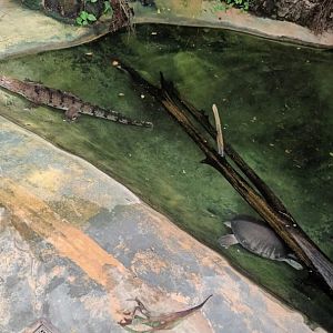 Exotarium: Fly river Turtle and Freshwater Crocodile Enclosure