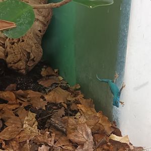 Exotarium: Electric blue Gecko
