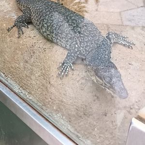 Exotarium: Mitchells water Monitor